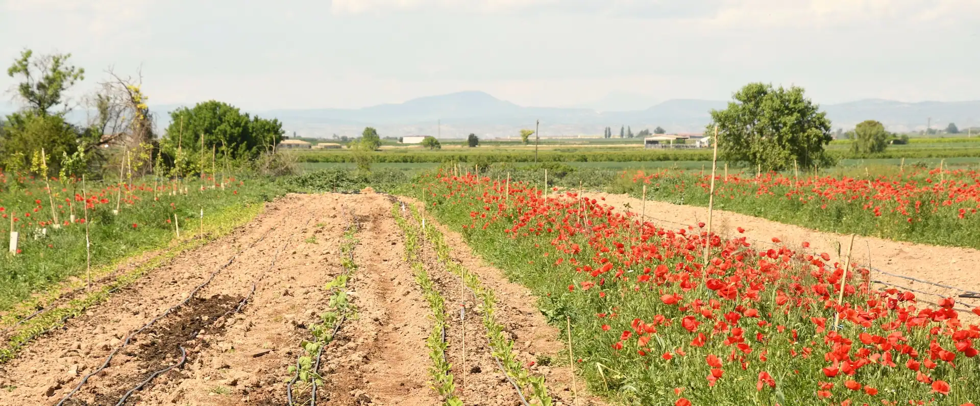 Camp d'auró - vista general